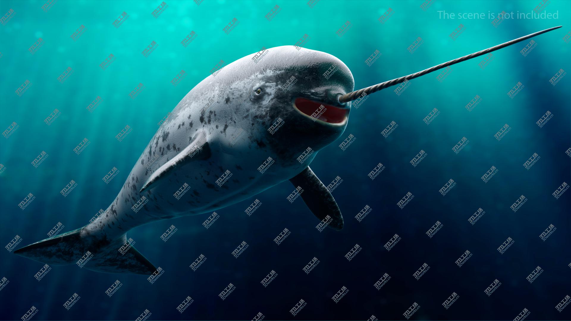 images/goods_img/202104093/3D Narwhal Toothed Whale model/2.jpg